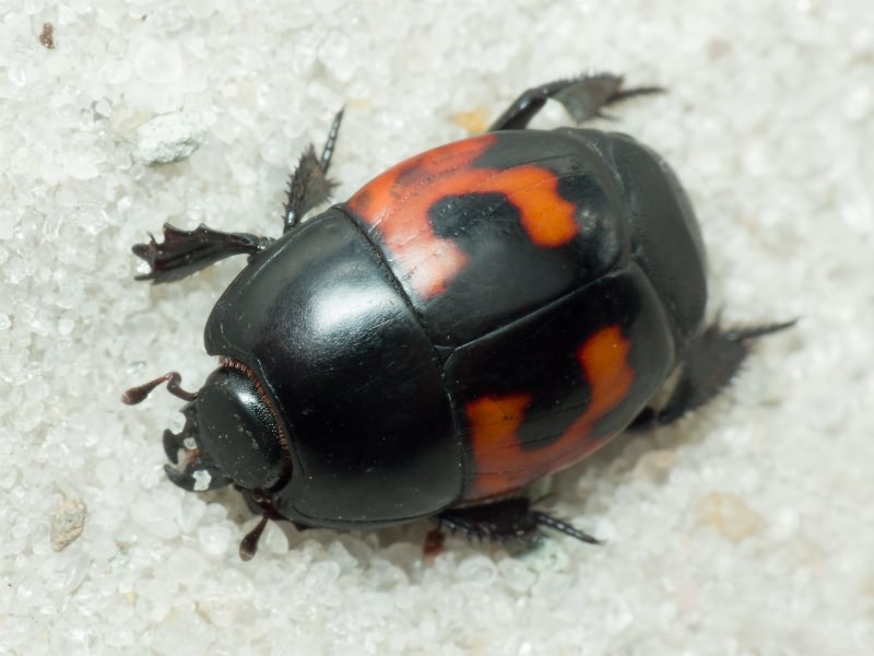 Hister quadrimaculatus Linnaeus, 1758